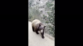 Fearless hiker closely encounters a bear in California