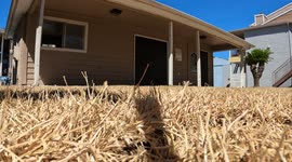 Dead Grass During Drought Conditions in Corpus Christi, Texas along the Gulf Coast
