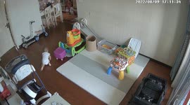 Spider-baby! Toddler rapidly crawls around room to find his grandmother