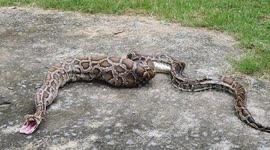 Greedy python regurgitates FIVE chickens and their eggs