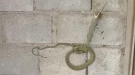 Tree snake devours tokay gecko whole while hanging on wall in Thailand