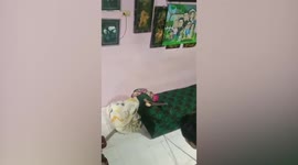 Fearless homeowner catches deadly king cobra hiding under his sofa