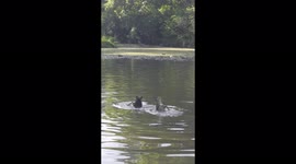Synchronized ducks feeding from the bottom of the shallow lake at Bryngarw Country Park, Wales, UK in August 2022