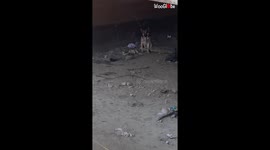 'Abandoned German Shepherd cooperates with rescuer to escape a canal 
'