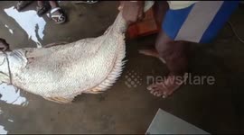 One Fish Sold for Rs.03,10,000/-  Fishermen of Happiji Ulllah boat caught  a fish of 32 kg, which is sold for Rs.3,20,000/- today. This is happened near Chandipal of Chandabali Block of Bhadrak, which is nearest to Dhamara Port the East coast area of Indi