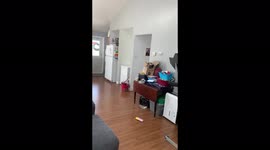 Little girl bursts out crying after seeing her favorite dog at home