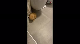 Cute dog nods off and hilariously collapses to the floor