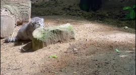 RAW VIDEO: Adorable Pallas's Cat Kittens Unveiled At Cotswold Wildlife Park On International Cat Day