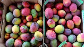 Palestinian farmers pick Mango at a field during the harvest season in the center of Gaza strip