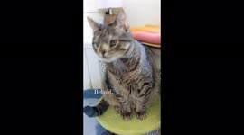 Meet famous disabled CAT with 500,000 followers and own book – all thanks to unique look Part 1