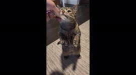 Meet famous disabled cat with 500,000 followers and own book