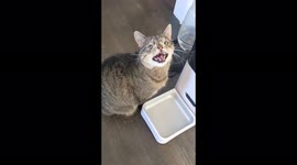 Meet famous disabled CAT with 500,000 followers and own book – all thanks to unique look Part 3