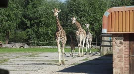 Baby giraffe born at Chester Zoo is already towering above staff at 6ft tall