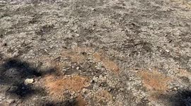 Pond dries out completely in a London park as heatwaves and drought hit the capital