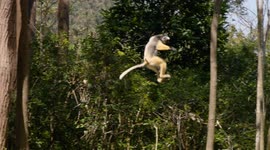 Why Madagascar's Lemurs Are Famous the World Over