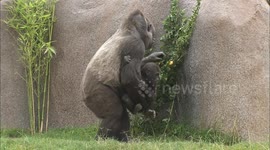 Ape-solutely Adorable! A Baby Gorilla Celebrates His First Birthday
