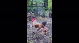 Rooster crowing in the afternoon in Ten Acre Wood, in Margam, South Wales, July 2022