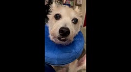 Cute dog is not amused with his inflatable donut collar situation