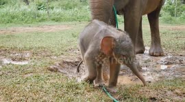 The birth of a baby Sumatran elephant at the Lembah Hijau Conservation Center, Lampung, Indonesia
