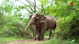 Fun-loving elephants playing with mud is the stress-relieving content you need today