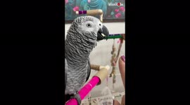 'Parrot learns and responds to new words in cute way
'