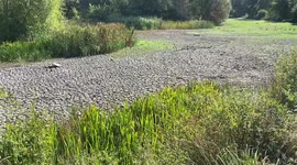London park pond dries up as drought declared in parts of UK