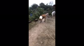 Cow gets head stuck in the plastic bucket while drinking wate
