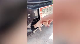 Two newborn kittens rescued from car bumper