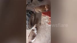 Spoiled pet monkey eats fruits in family's kitchen
