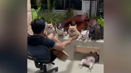Pet owner serenades six dogs with guitar music