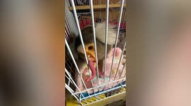 Adorable pet marmoset flicks its tongue out like a lizard to greet owners