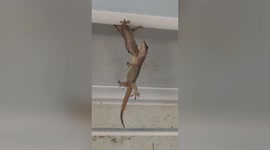 Gecko carries mate by neck in bizarre lizard love bite