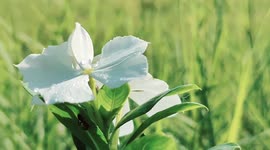 Beautiful white color periwinkle flowers bloosm in a green garden during spring season along with water droplets