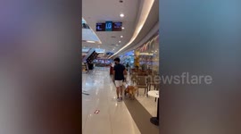 Lazy pet Golden retriever refuses to walk in mall in Canada
