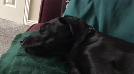 Luna the Labrador Pup Barks and Growls in whilst fast asleep!