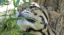 UK Heatwave: Leopard enjoys cool breeze at wildlife park in Suffolk