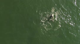Dolphins spotted frolicking off UK's north-east coast