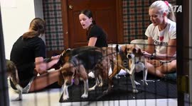 Beagles 5