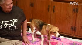 Beagles 6