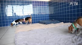 Beagles 8