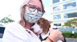 Cute moment some of 4,000 rescued beagles meet new parents