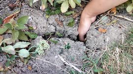 UK heatwave: Gardener puts his whole hand in a crack in the soil in Sussex