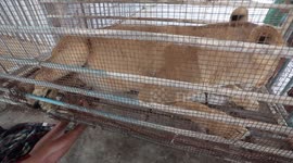 A Palestinian man shows three newly born lion cubs at a zoo in northern of Gaza strip.