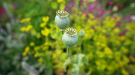Opium Poppy flower plant in the UK