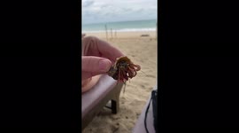Hermit crab being held on a beach in Thailand, beach in the background and the crab is wiggling it’s legs, you can see the crabs eyes and it looks a bit like a spider