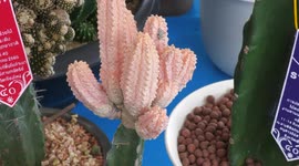 Major Horticulture Show in Thailand coincides with Queen Mother's Birthday