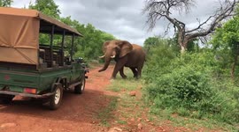 Scary close encounter with bull elephant in South Africa