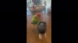 Adorable lovebird parrot takes bath in a cup of water