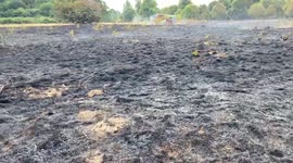 Burnt landscape after a wildlife in Enfield