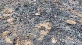 Burnt landscape after a wildfire in Enfield
